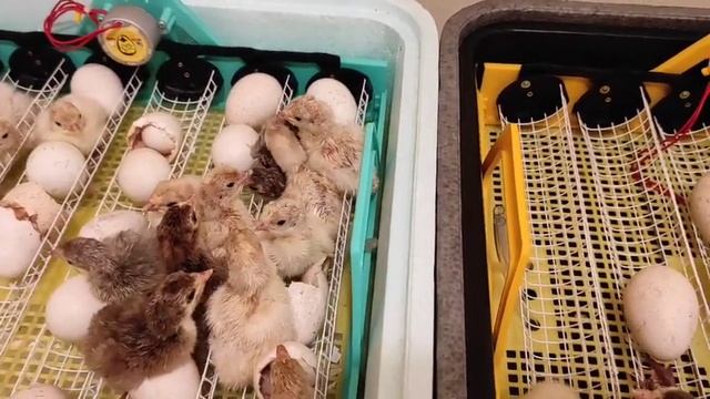 МНОГО ИНДЮШАТ!! ИНКУБАЦИЯ ИНДЮКОВ. РЕЖИМ ИНКУБАЦИИ ДЛЯ ВСЕХ ВИДОВ ПТИЦ. ЛУЧШЫЙ ИНКУБАТОР. ТЕПЛУША! смотреть онлайн