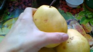 Груша Январская. Егорьевский тепличный комбинат.