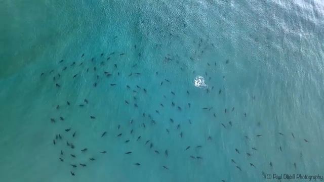 Hundreds of blacktip sharks spotted swimming near Florida beach смотреть онлайн