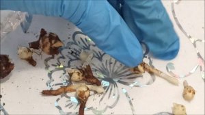 АЛОКАЗИЯ РЕГАЛ ШИЛДС 🌺 ГДЕ ИСКАТЬ КЛУБНИ⁉️ Пересадка и РАЗМНОЖЕНИЕ