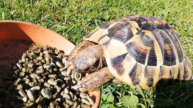 Знакомьтесь - наша Черепаха Спайки!