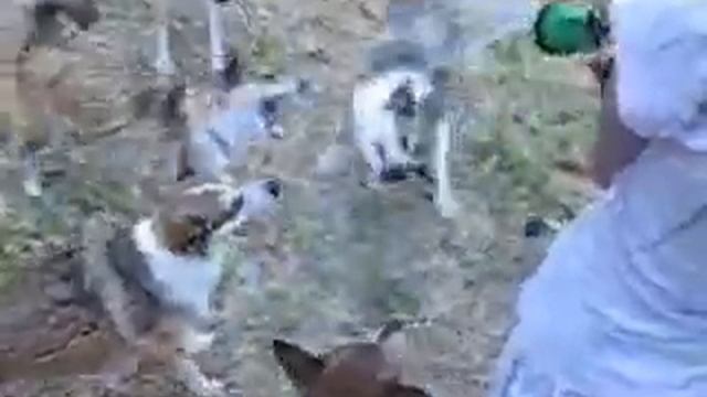 Norwegian Lundehund Water Fun