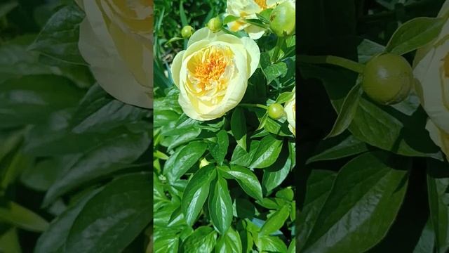 пион LEMON CHIFFON смотреть онлайн