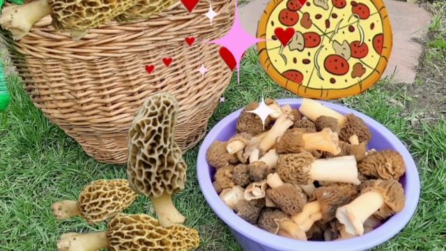 Сморчки- бегом в лес! Полно грибов! Грибы в сметане! смотреть онлайн