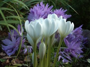 Безвременник или колхикум РЕЛАКС ТЕРАПИЯ ИМПРОВИЗАЦИЯ композитор Виктор Анохин #music #piano #цветы