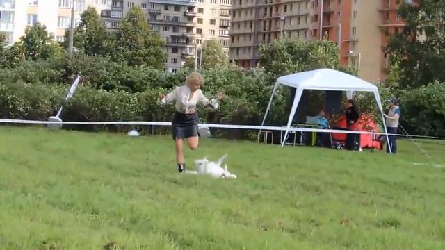 27.08.2016. Открытые соревнования по танцам с собаками. Бутримова Тамила. смотреть онлайн
