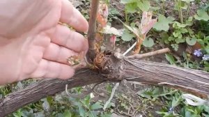 Виноград. Кордон на рожках правильная формировка.