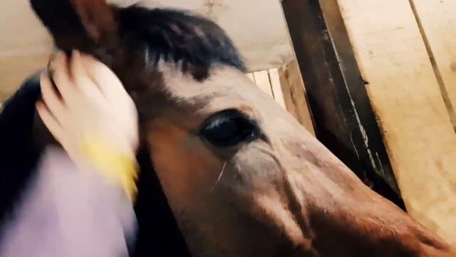 На конюшню перед сном) желаем спокойной ночи лошадкам!) #конюшня #лошади #козы #коровы #баран #вече смотреть онлайн