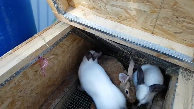 ДВЕ НЕДЕЛИ НЕ КОРМИЛИ И НЕ ПОИЛИ КРОЛИКОВ!!!!! кролиководство смотреть онлайн