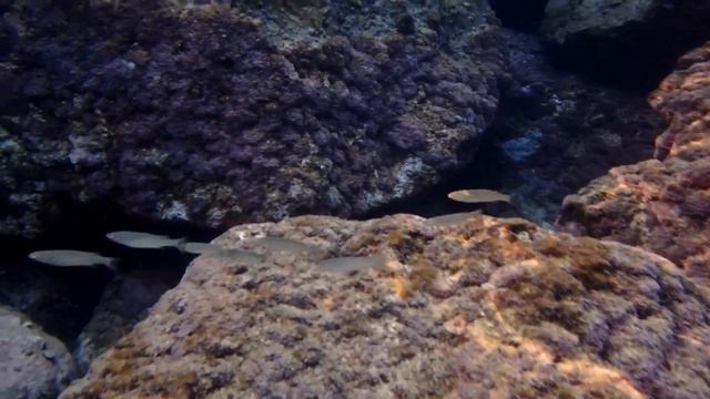 Крабы и рыбы в Кемере смотреть онлайн
