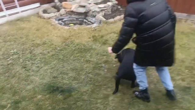 Даша и Лорд играют в футбол Видео для детей смотреть онлайн