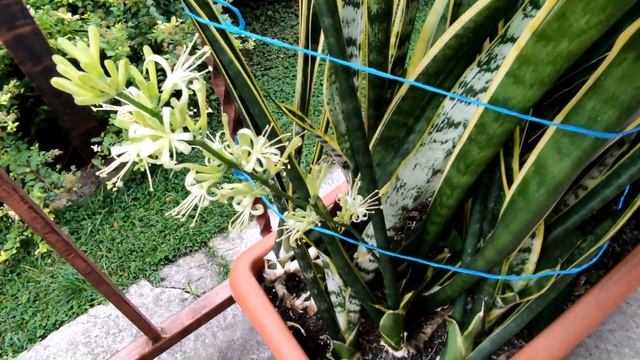 ??ЦВЕТЕНИЕ САНСЕВЬЕРЫ (САНСЕВИЕРИИ). Когда сансевьера может зацвести