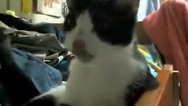 Кошка чихает очень смешно. смотреть онлайн