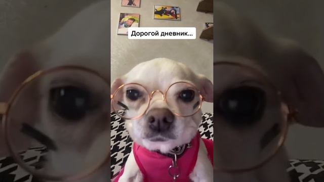 дорогой дневник #монако #чихуахуа #собаки #чих смотреть онлайн