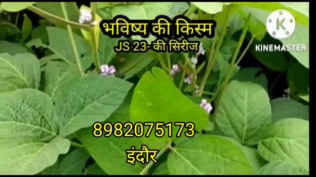 भविष्य की सोयाबीन किस्म JS-23-33 8982075173 смотреть онлайн