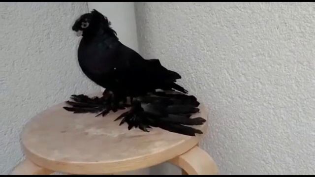 ЧЕРНЫЕ ДВУХЧУБЫЕ ГОЛУБИ / PIGEONS / TAUBE #Gulsarinfo©