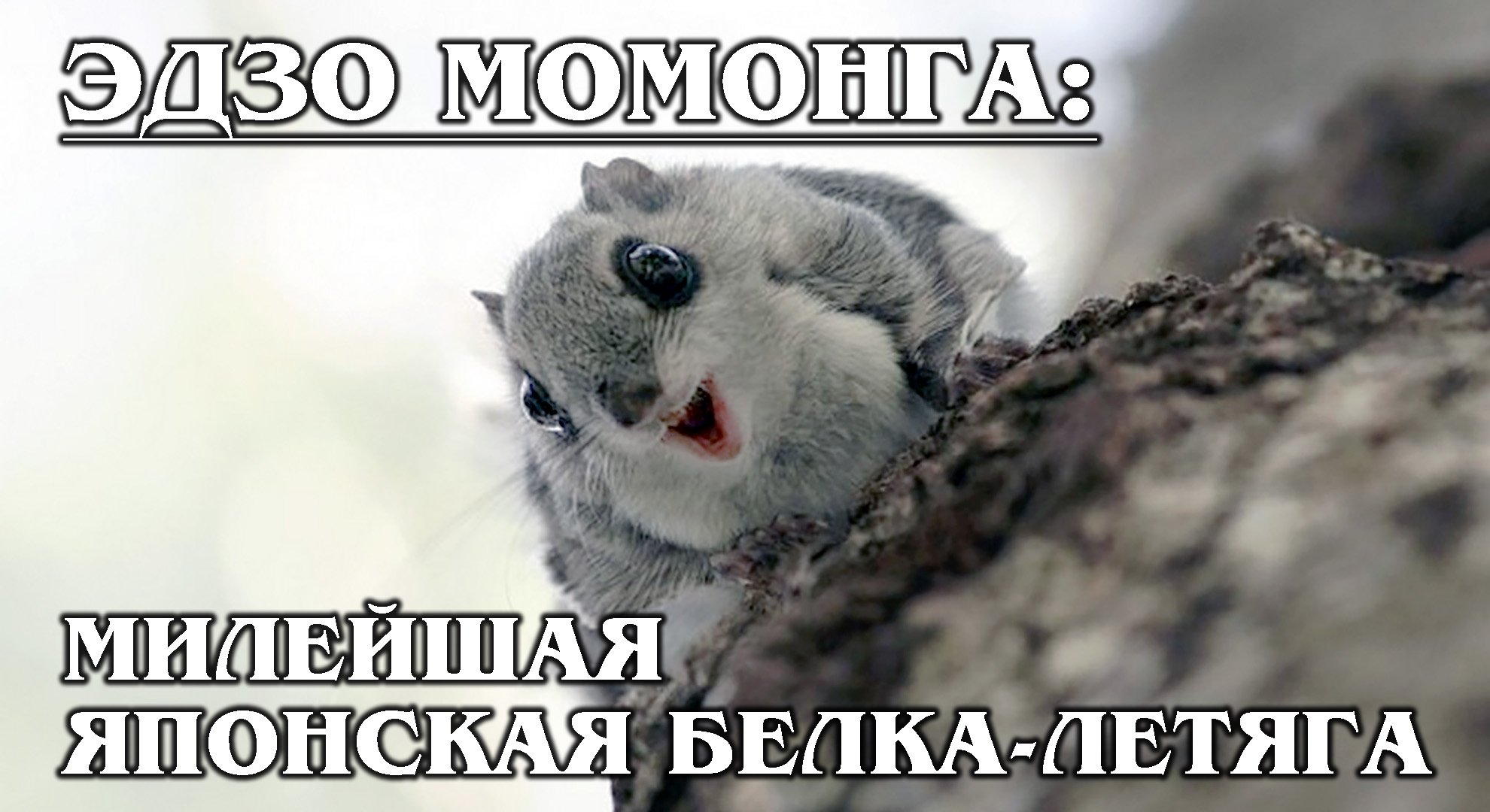 ЭДЗО МОМОНГА: Самая милая белка-летяга и эндемик Японии | Интересные факты про белок и животных смотреть онлайн