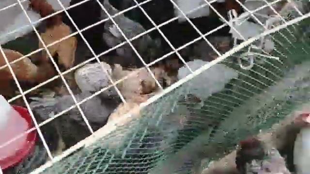 Куры, перепела, цыплята, яйценоскость ??? смотреть онлайн