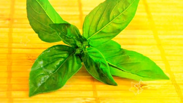 БАЗИЛИК ПОЛЬЗА И ВРЕД | базилик полезные свойства и противопоказания, чем полезен базилик фиолетовы смотреть онлайн