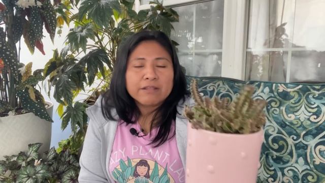 Huernia como cuidarla para tener muchas flores | 3nuevas variedades смотреть онлайн