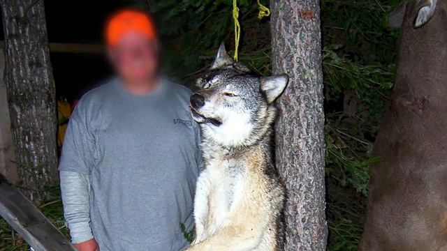FAMILY – A new short film asking @SecHaaland to relist the wolf under the Endangered Species Act. смотреть онлайн