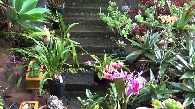 Весна, Австралийские Дендробиумы, Ctt. Aussie Sunset, C. Walkeriana, Spring And Aussie Dendrobiums