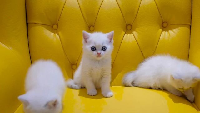 Tiny Tigers Unleashed: Exploring the World of Kitten Play смотреть онлайн