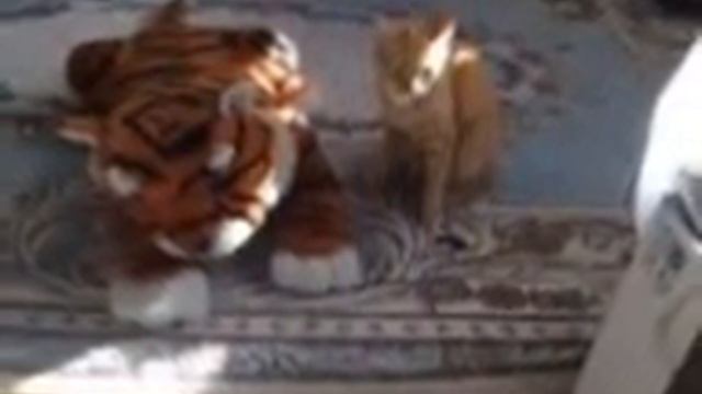 два тигра смотреть онлайн