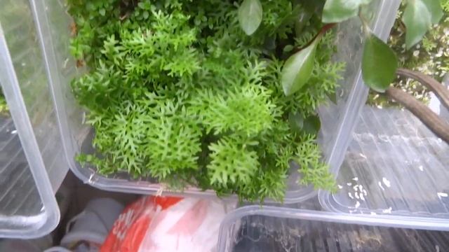 блог аквариумиста.рыборазводня в городе.много рыбы растения аквариумные. цихлиды корма. зоомаг.2023 смотреть онлайн