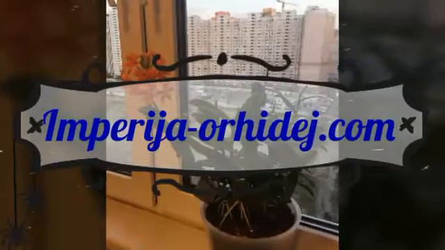 Орхидеи в вашем доме смотреть онлайн