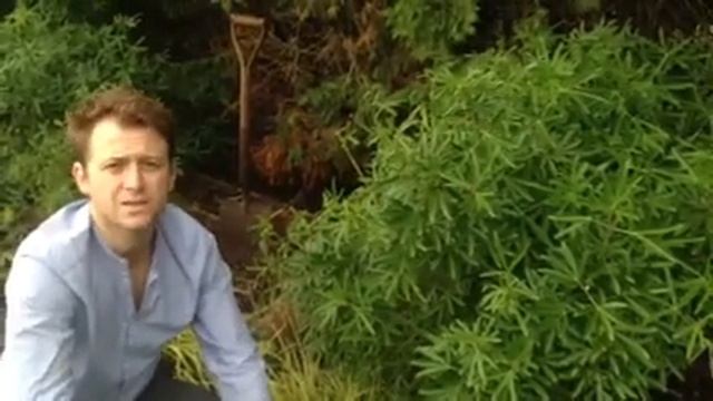 Plant ID guide - Choisya Ternata смотреть онлайн