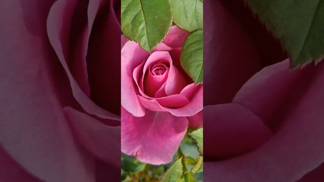 Rosa 'Queen Elizabeth' pink grandiflora rose flower #rosa #rose #plant #gardening смотреть онлайн