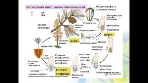 Жизненный цикл голосеменных и покрытосеменных растении++