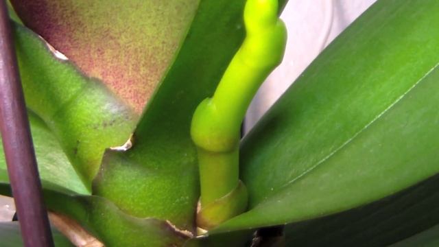 How to: difference between orchid root and flower spike смотреть онлайн