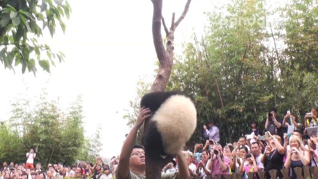 Panda breeder brings panda cubs off the tree. смотреть онлайн