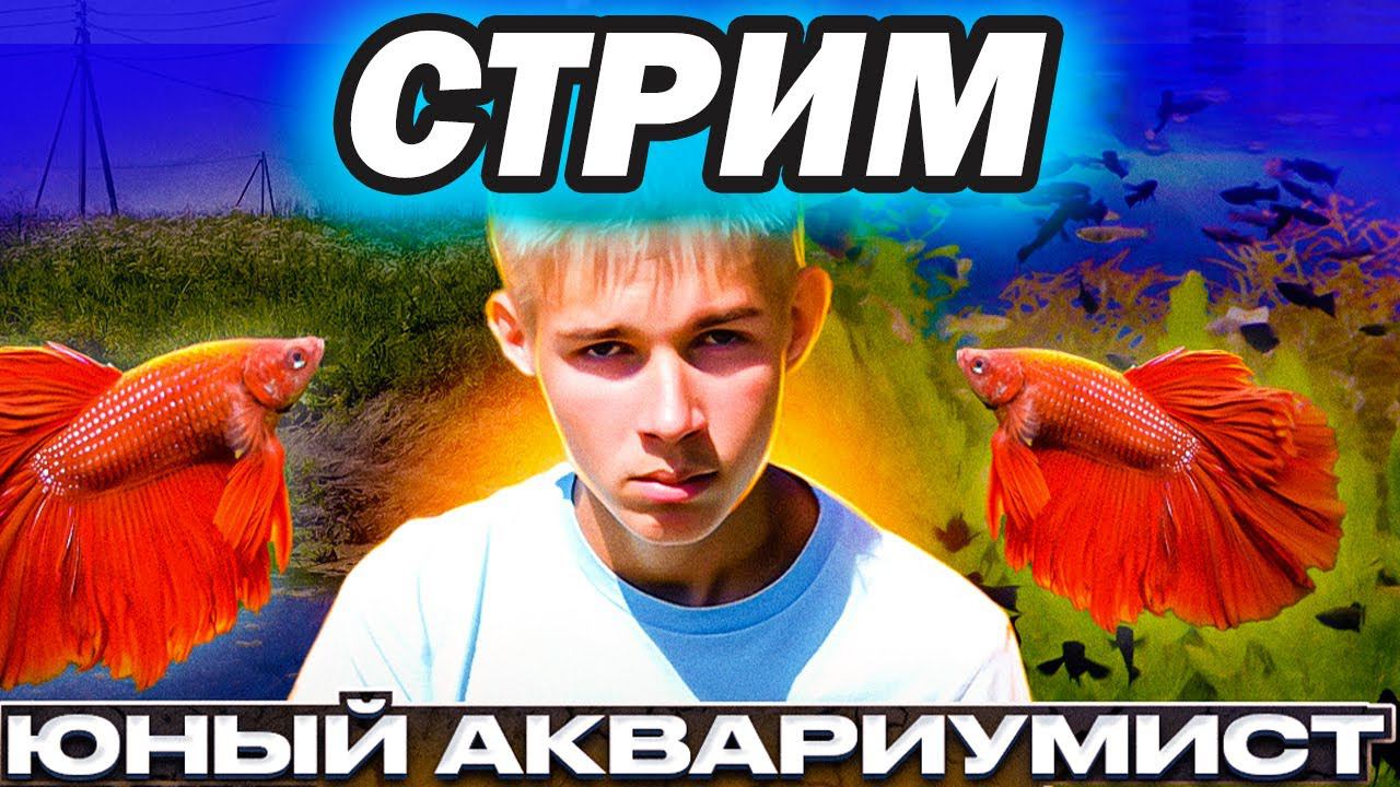 Стрим Юного Аквариумиста! Будущее пруда, акватеплицы, бассейна и отдыха в деревне! смотреть онлайн