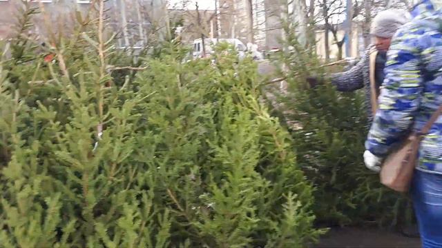 Срочно Ёлки-Палки в Бердянске!!! смотреть онлайн