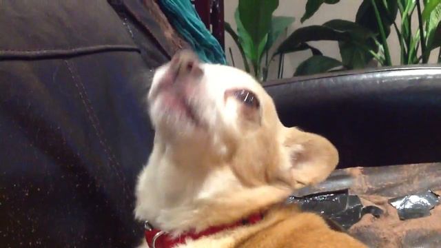 Chihuahua Thinks He's A Wolf смотреть онлайн