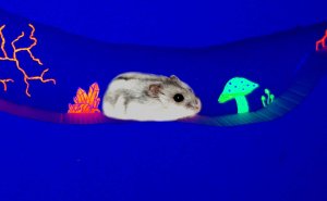 Что будет, если выключить свет хомяку в лабиринте? (Neon)