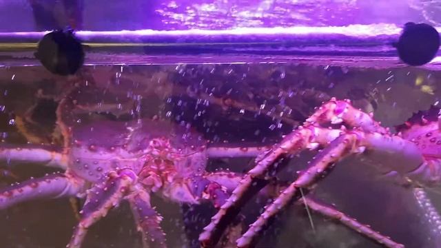 Красиво жить не запретишь! Живые крабы и гребешки в Хабаровске смотреть онлайн