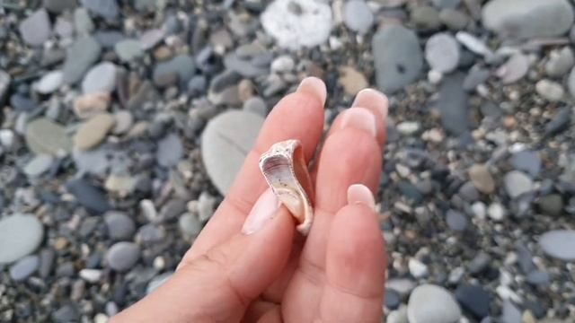 Удивительные ракушки на берегу Чёрного моря. Набережная санатория Южное Взморье. смотреть онлайн