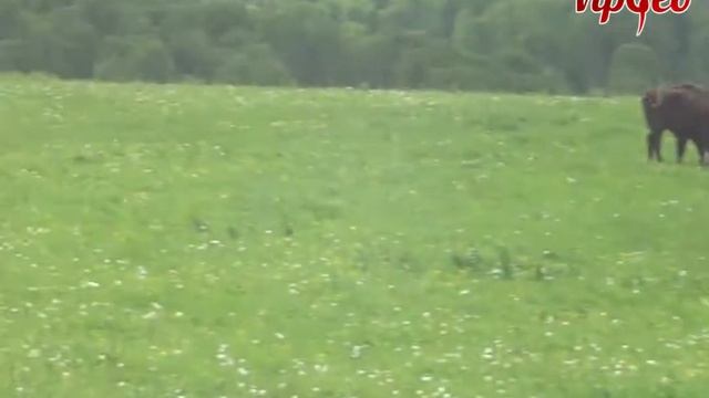 Зубровый питомник Алтая - Горный Алтай 2016 смотреть онлайн