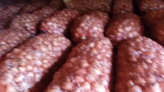 Голландский лук Штутгартер на перо, из севка смотреть онлайн