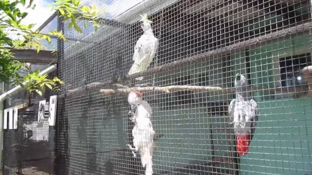 Парк дикой природы "Додо", ст. Натухаевская смотреть онлайн