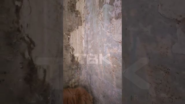 "Угол квартиры промерзает и плесенью покрывается" смотреть онлайн