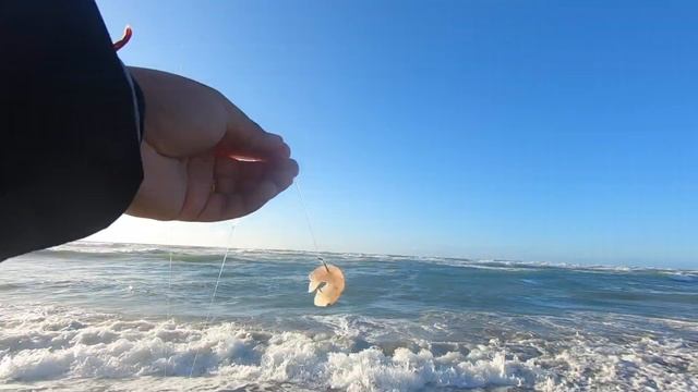 SUPER WINDY California Surf Redtail Perch Fishing (BIG GIVEAWAY)