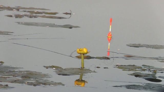 Каждая поклёвка - БОРЬБА !! КАРАСИ ТАЩАТ В КУВШИНКИ И РВУТ КРЮЧКИ !!! рыбалка 2021 смотреть онлайн