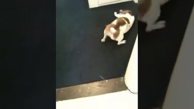 My jack Russell after his bath смотреть онлайн