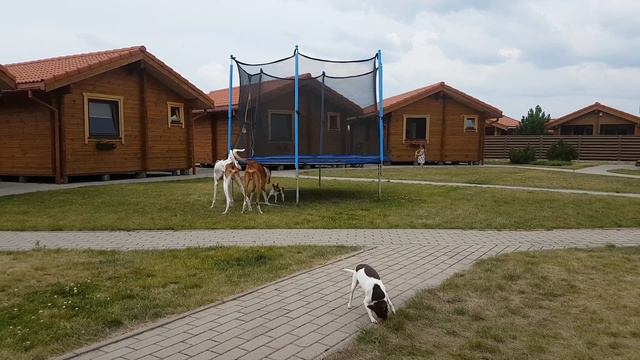 Погоня поденок за той-фоксом смотреть онлайн