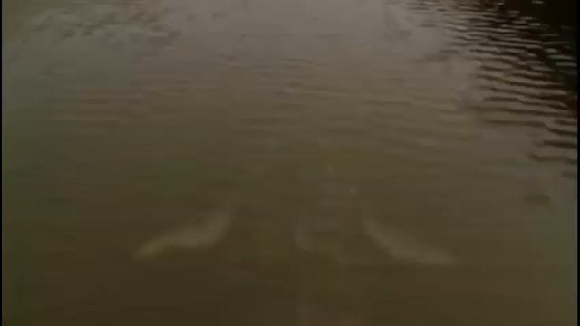 Dinoshark / Music Video смотреть онлайн